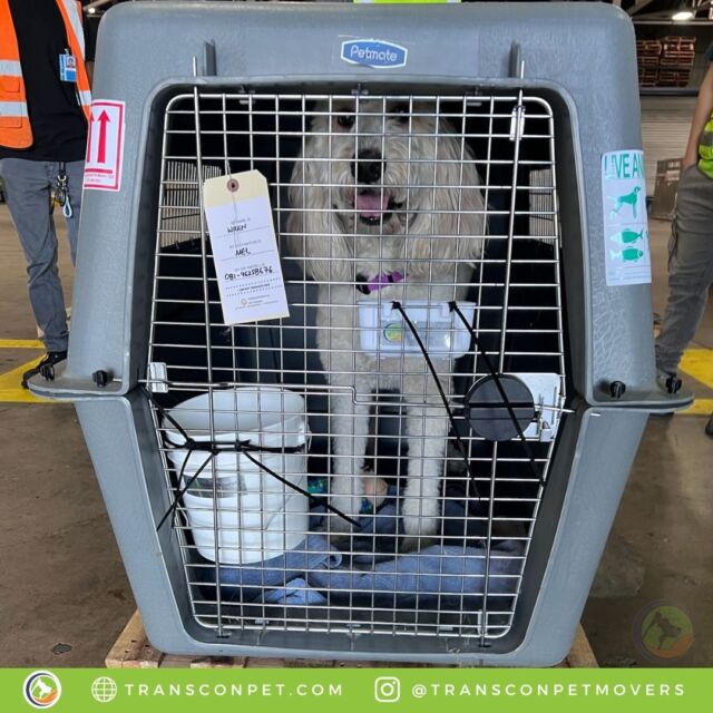 Life is too short to stay indoors! Wren is all buckled up for his flight to MEL to be back with his mum. Thanks for your trust, Krysta! Happy to get Wren to his new home in Australia safely!
#transcontinentalpetmovers
#internationalpetmovers #dogoftheday
#doglife #doglover #pets #love