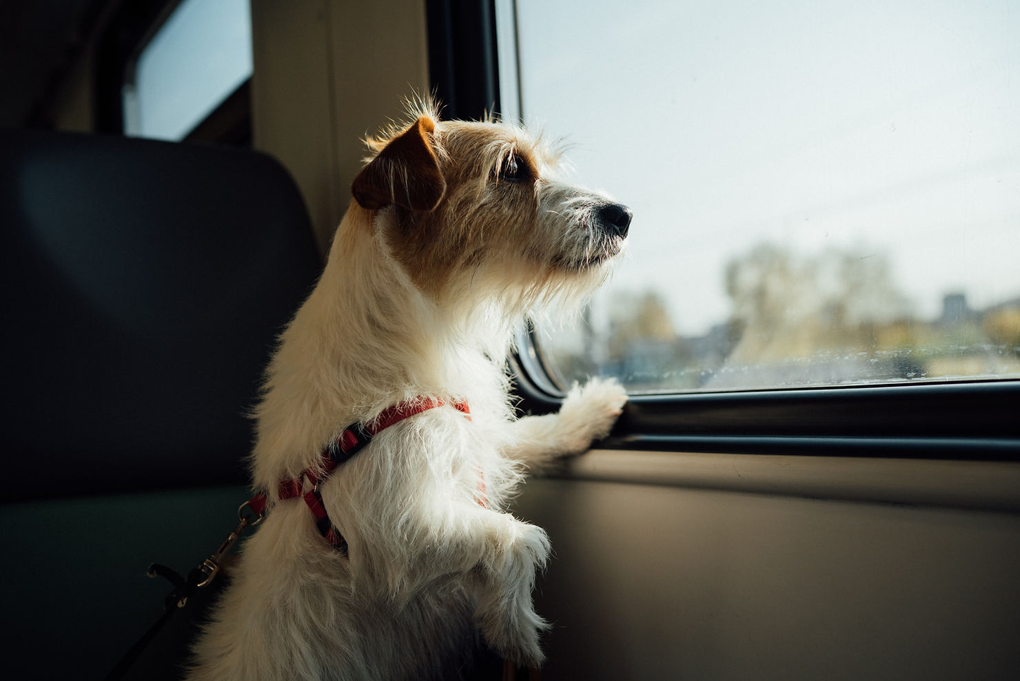 A terrier in a harness sitting on a train seat and gazing out the window while travelling