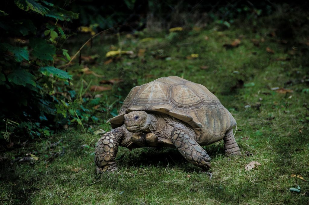 A large tortoise walking across grassy ground with plants in the background