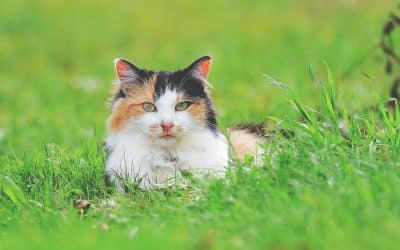 Calico cat with orange, black and white fur lying in bright green grass