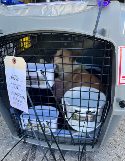 A dog inside an airline crate with bowls and a hang tag of travel instructions on the door