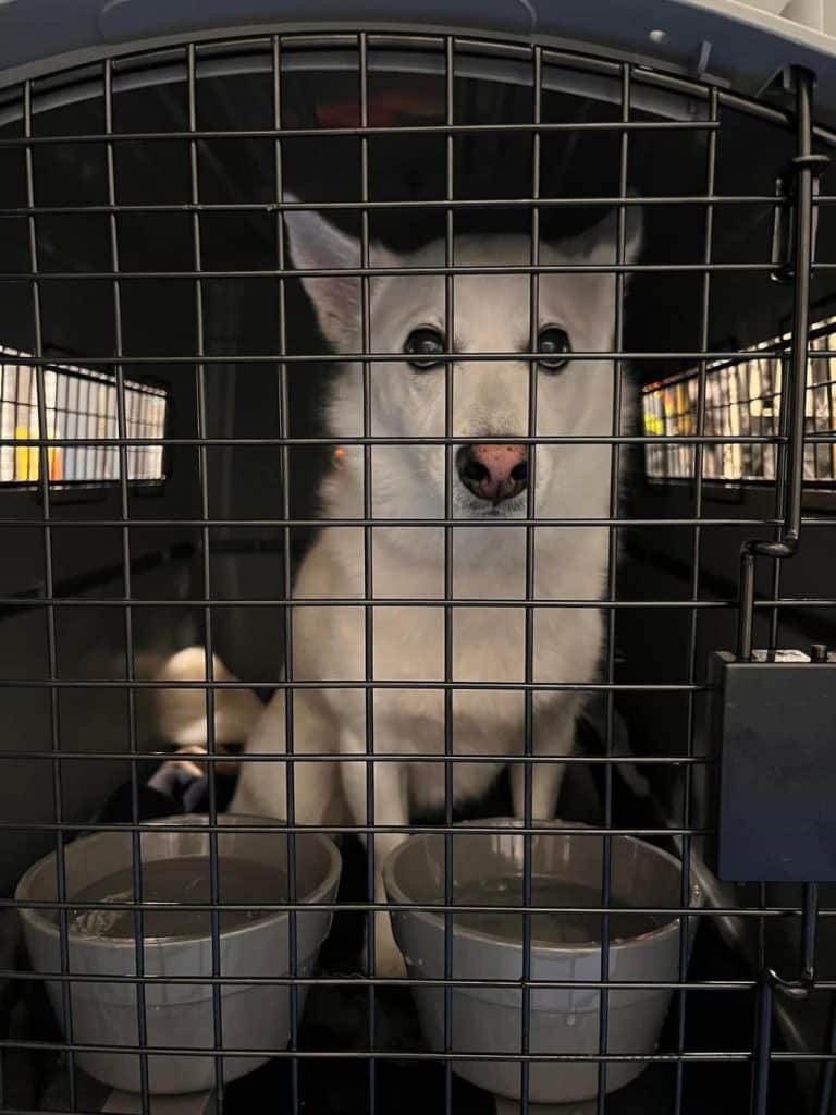 White dog sitting behind the wire door of a cargo travel crate with water bowls inside