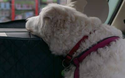 Dog looking through a car window during ground travel