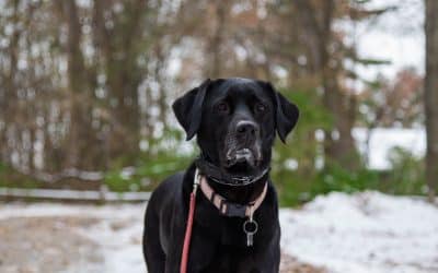 Black labrador on leash in snowy woods