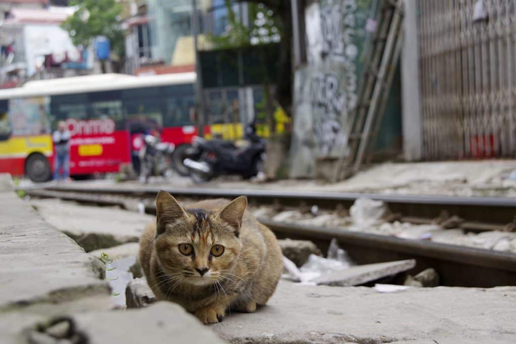 Tabby street cat crouching low on cracked ground beside railway tracks in a busy city