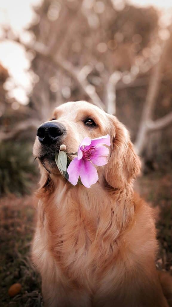 Golden retriever gazing upward while holding a pink flower gently in its mouth