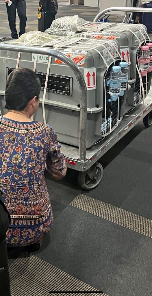 Woman crouching beside an airport trolley loaded with wrapped pet travel crates and attached water bottles