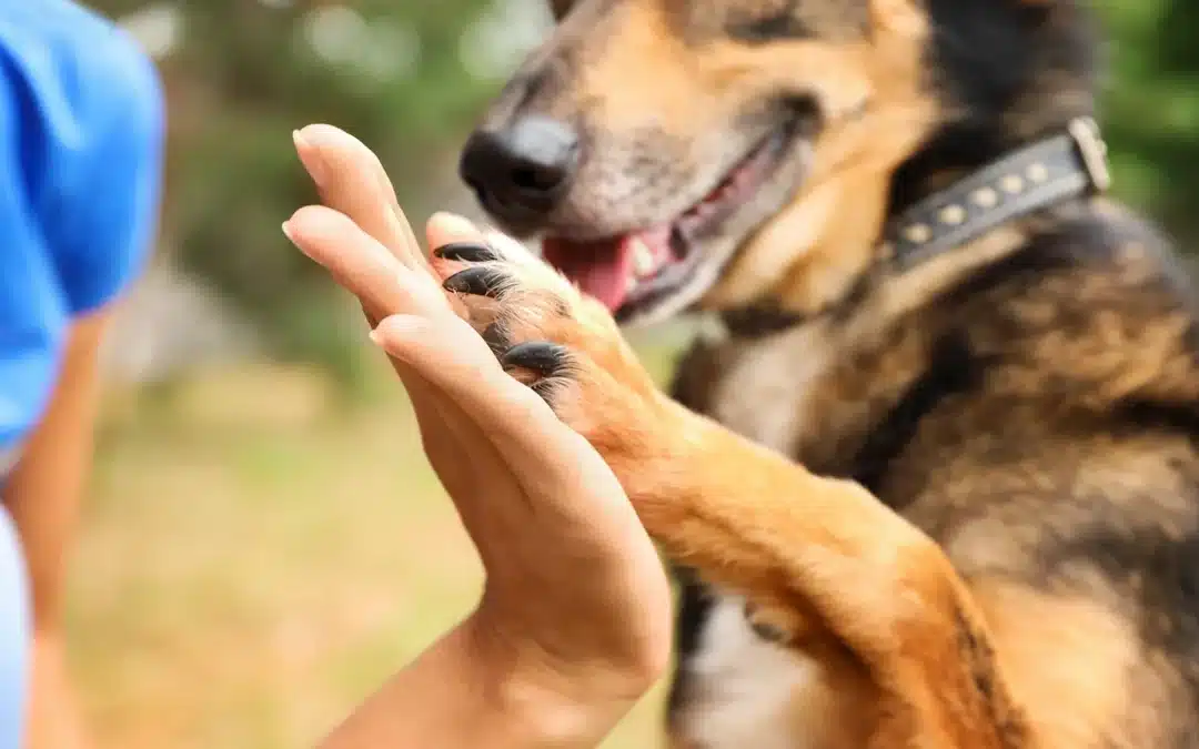 A person's hand and a German Shepherd's raised paw meet in a high-five gesture outdoors, the dog's mouth open with its tongue visible.