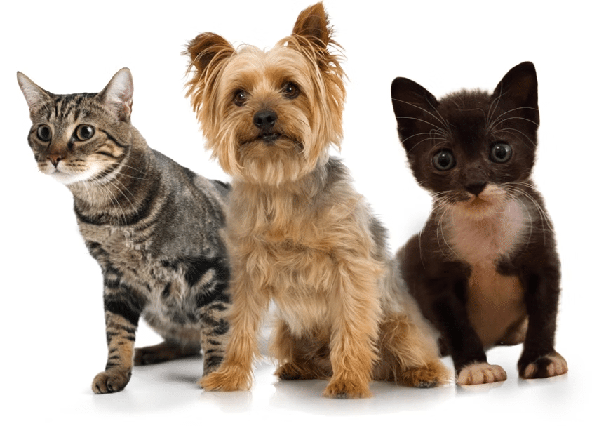 Studio photo of a tabby cat, a Yorkshire terrier and a dark kitten sitting side by side on white