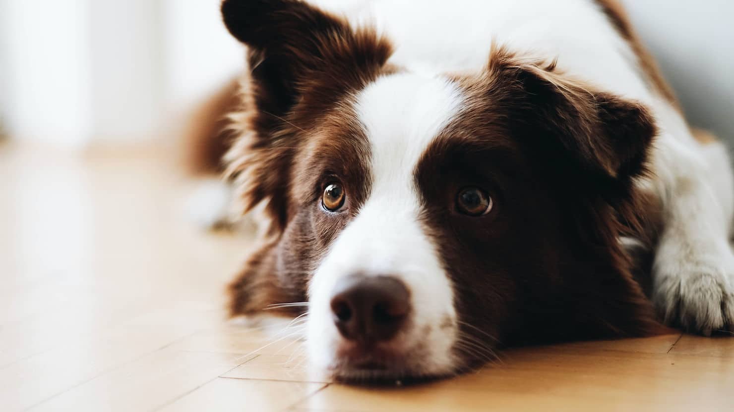 Close-up of a brown-and-white Border Collie lying on a wooden floor, gazing at the camera