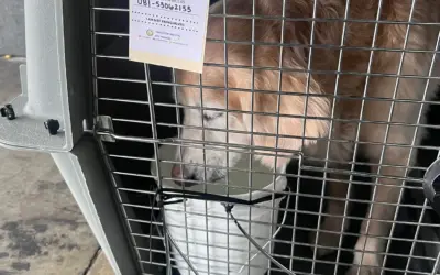 golden retriever drinking from DIY 1 gallon water bucket for dog travel crate