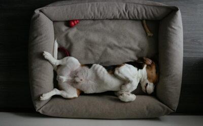 Beagle Lying on Back on Dog Bed