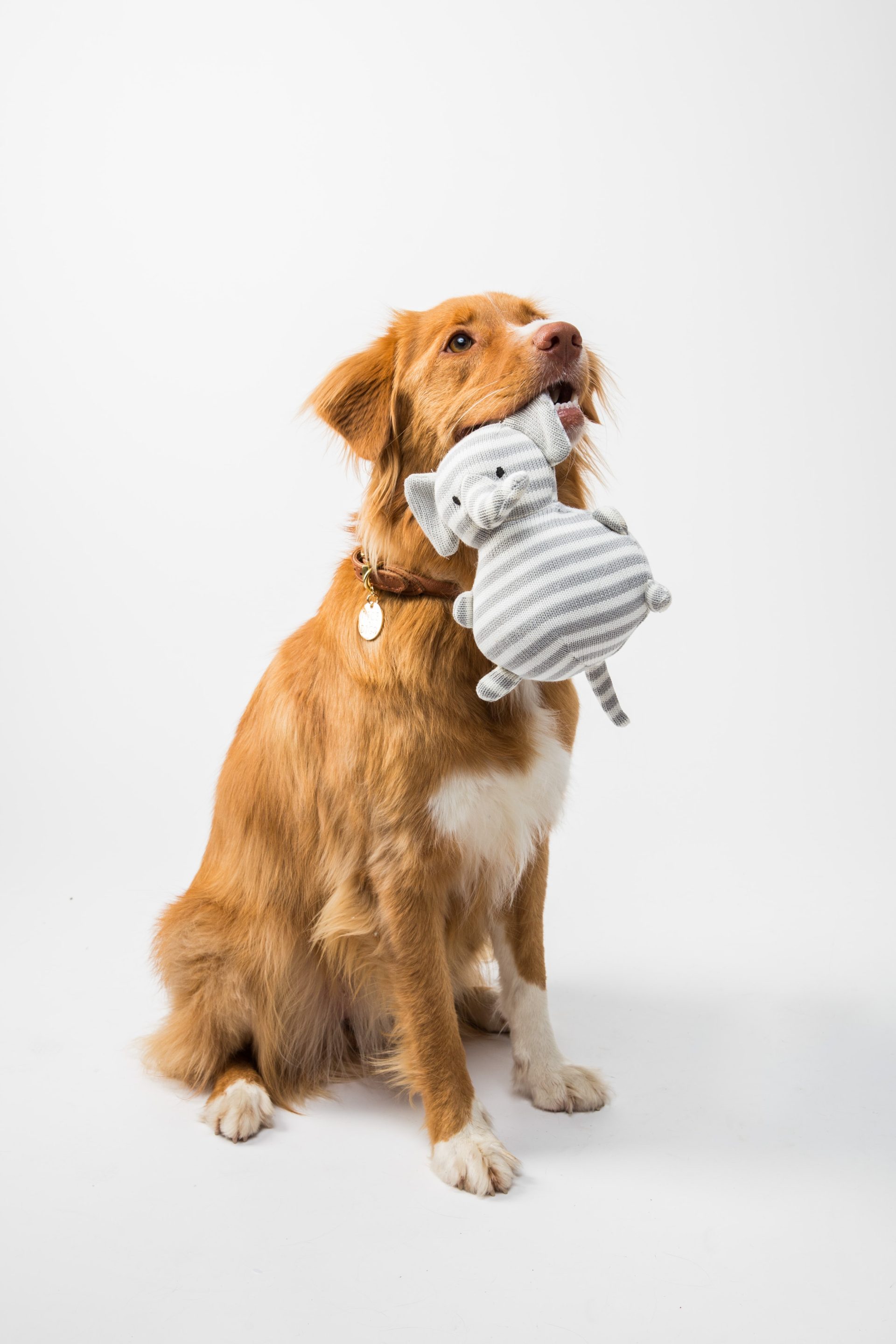 A golden-red dog sitting and holding a gray striped plush elephant toy in its mouth