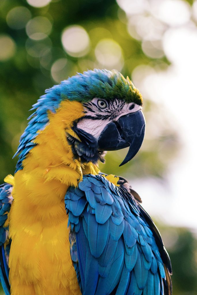 Portrait of a Blue-and-yellow Macaw in profile against a blurred sunlit green foliage background