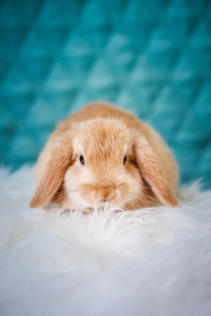 A ginger lop-eared rabbit resting on a white fluffy rug against a teal quilted background