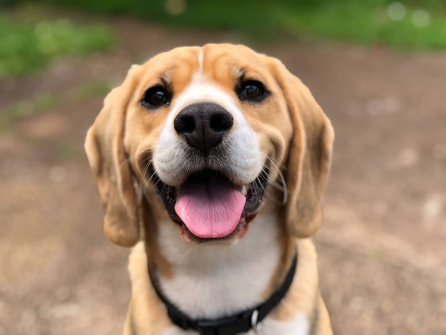 Beagle looking up with tongue out and a black collar against a blurred earthy background
