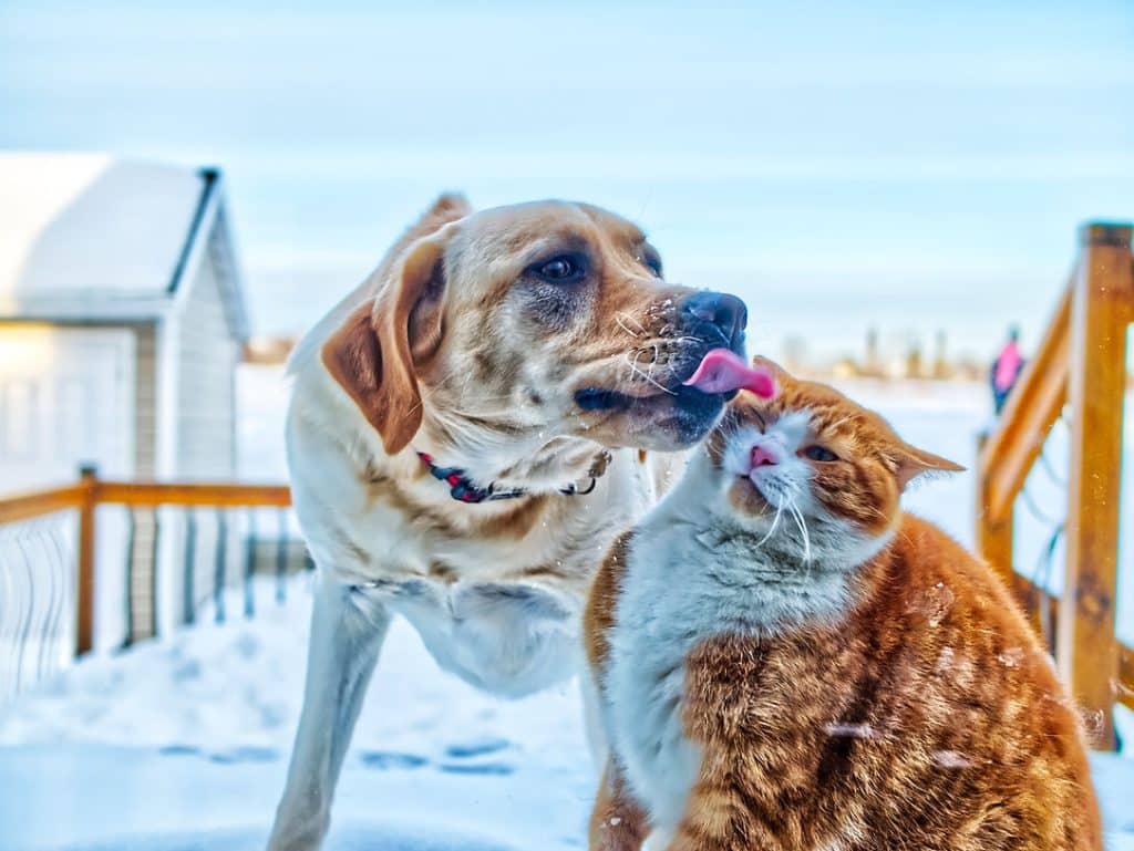 A large tan dog licks the face of an orange tabby cat sitting in a snowy backyard