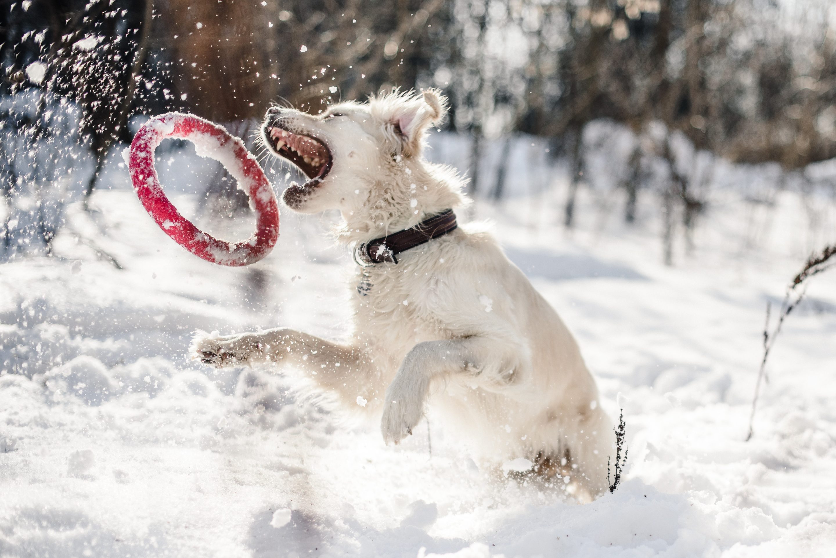 A white dog leaps through deep snow in a wooded area, mouth open toward a red ring toy tossed in the air, with snow spraying and bare trees in the background.