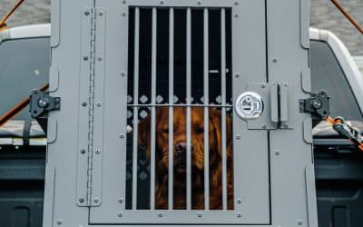 Golden retriever sitting inside a secured travel crate