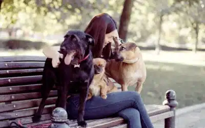Woman sitting on a park bench bonding with three dogs of different breeds, showcasing the importance of spending quality time with pets.