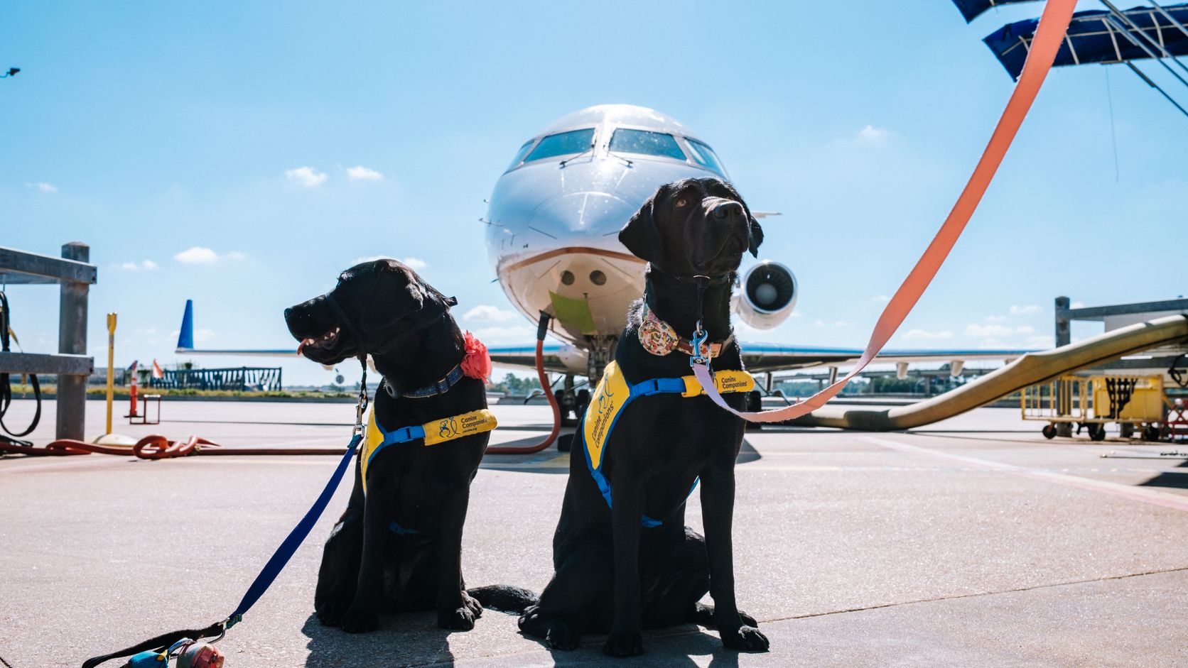 Two service dogs sitting in front of an airplane at an airport