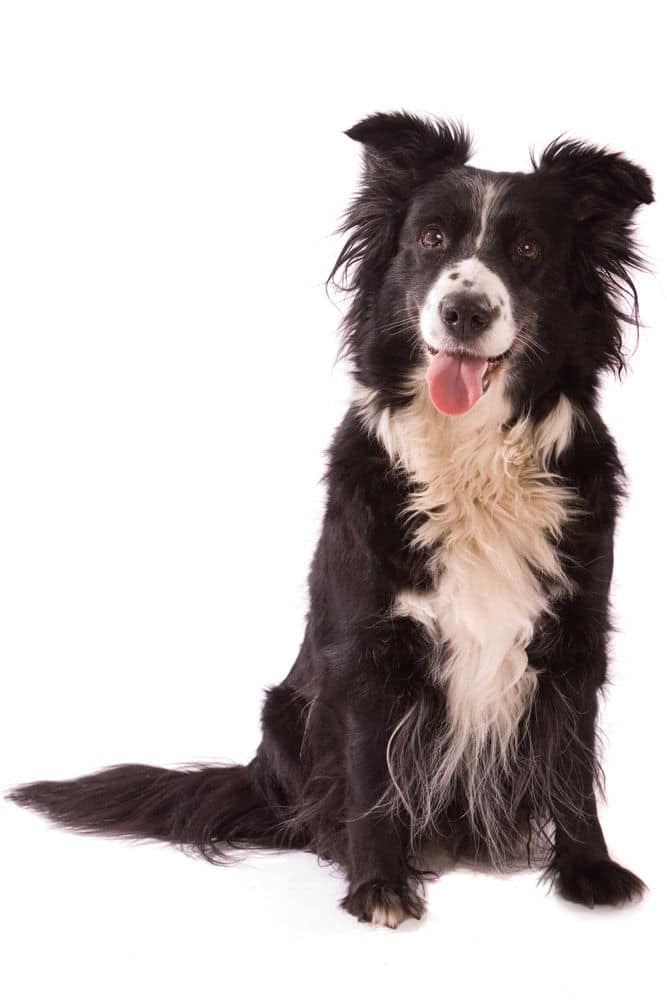 Black and white Border Collie sitting with tongue out and head tilted against a plain white background
