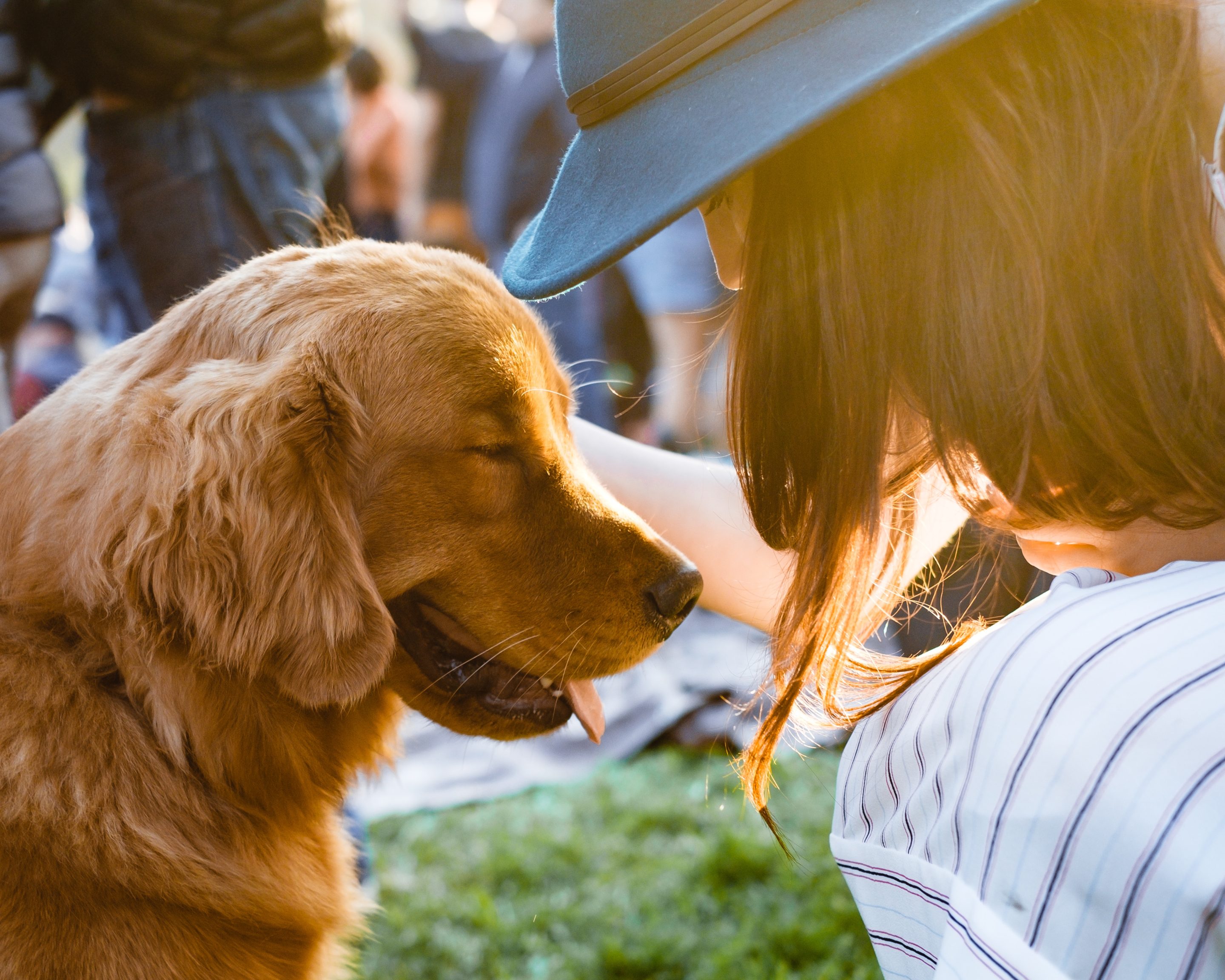 A golden retriever nuzzling against a woman wearing a hat outdoors in warm sunlight