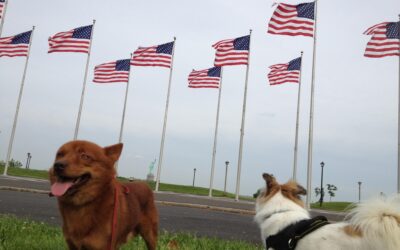 2 small dogs next to USA flags
