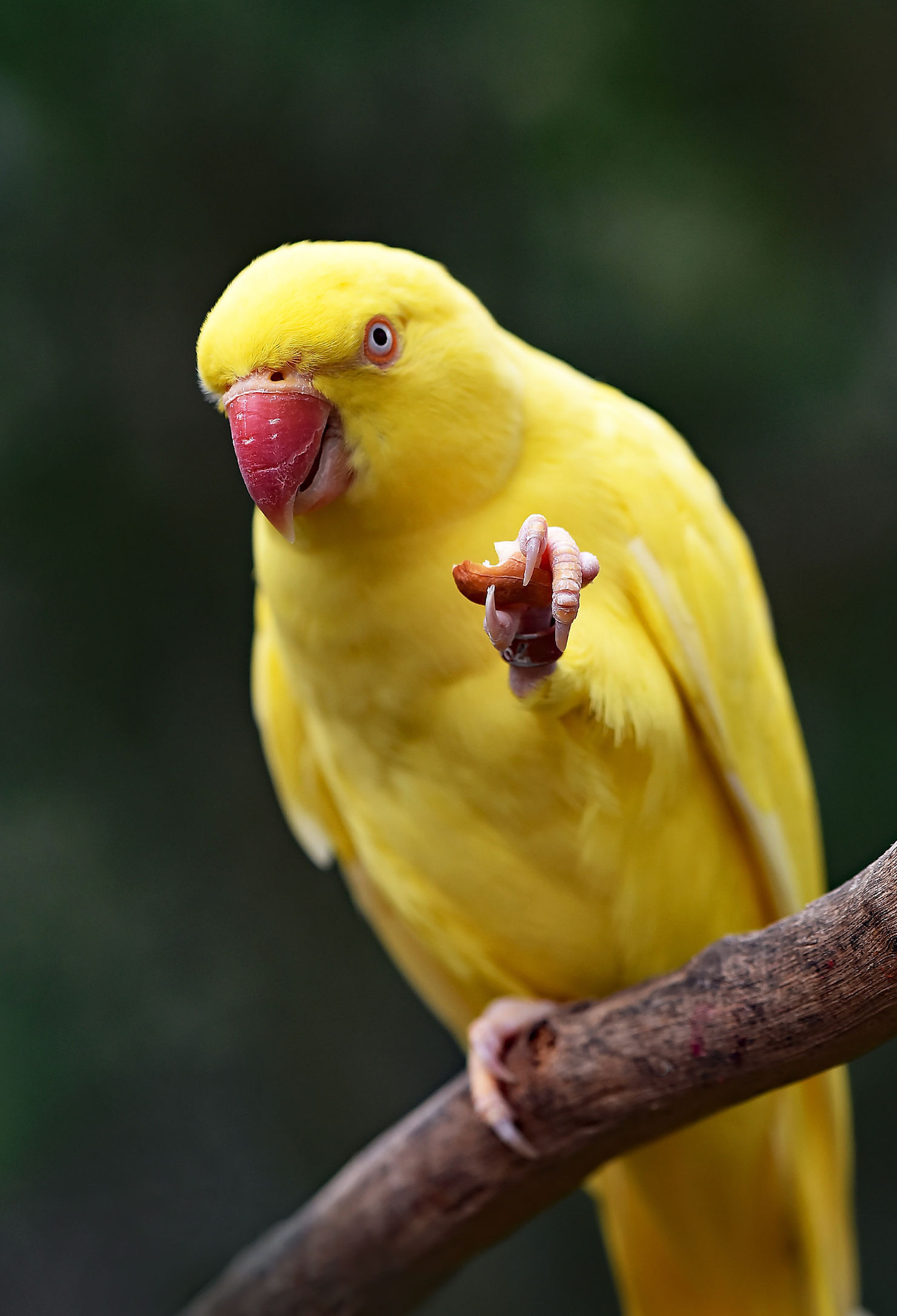 Master daily bird care, plus expert tips on bird transport, relocation, and bird import/export USA rules for safe, stress-free international parrot shipping.