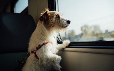 A terrier in a harness sitting on a train seat and gazing out the window while travelling