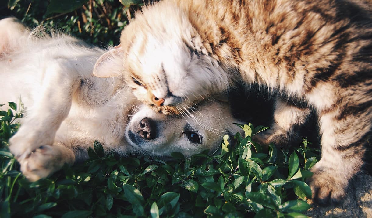 Fluffy tabby cat nuzzling a sleeping pale puppy lying in green foliage