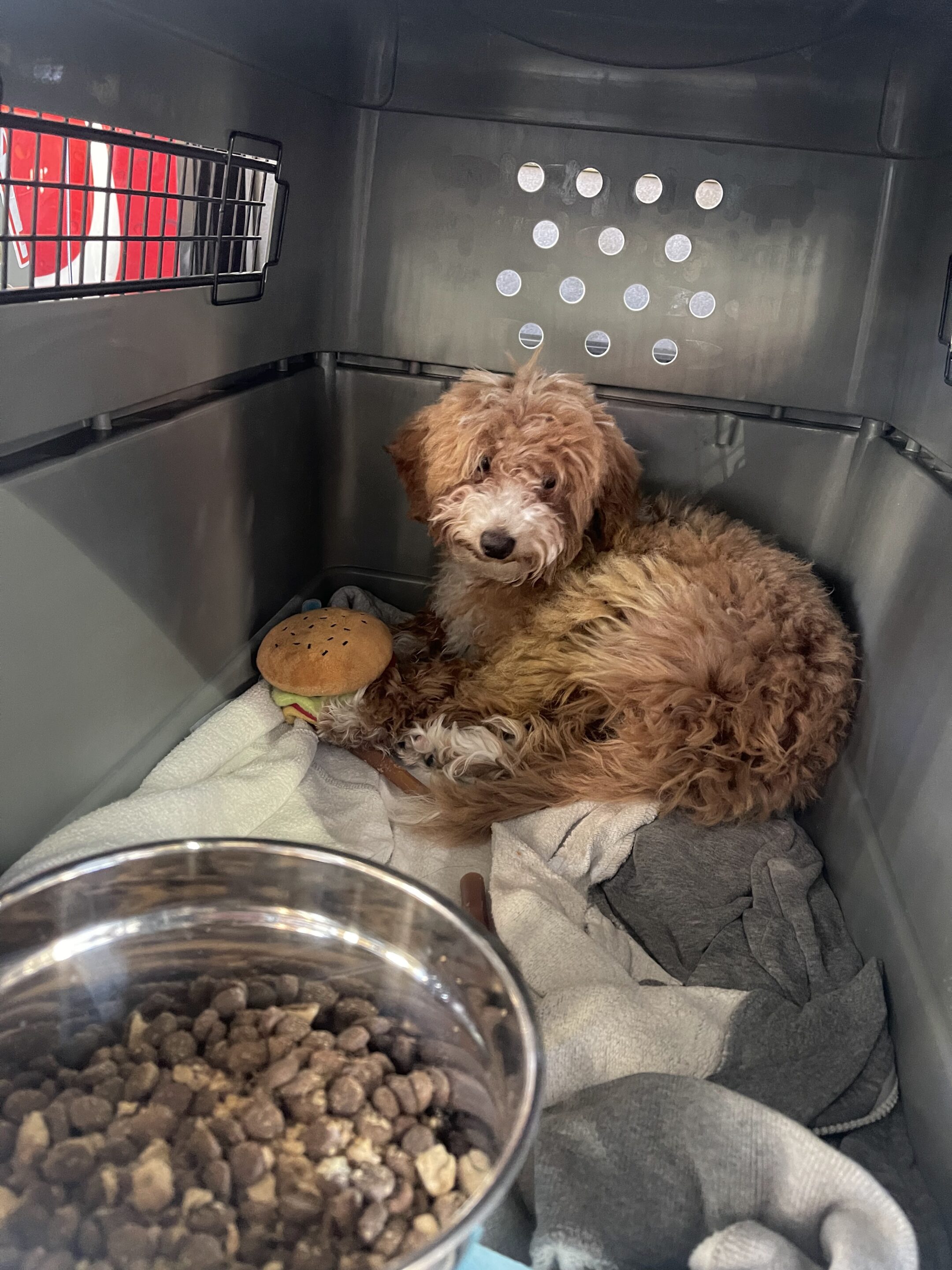 Fluffy brown poodle mix resting on towels inside a large plastic crate with a full food bowl and toy in the foreground