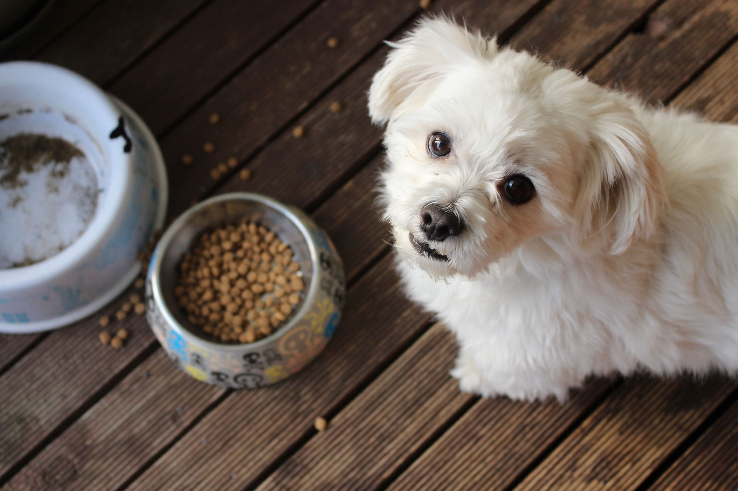 A small white puppy sitting on a wooden deck beside an empty bowl and a bowl of kibble