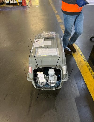 A plastic pet travel crate labeled for live animals with paperwork secured on top in a freight area